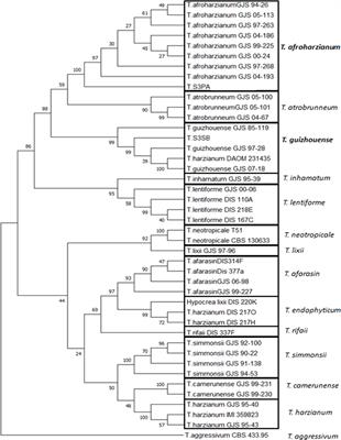 Identification of beneficial Lebanese Trichoderma spp. wheat endophytes